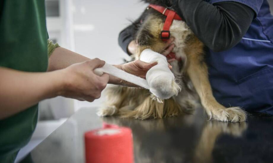 Jak weterynarz w Dębem Wielkim prowadzi opiekę nad zwierzętami po urazach?