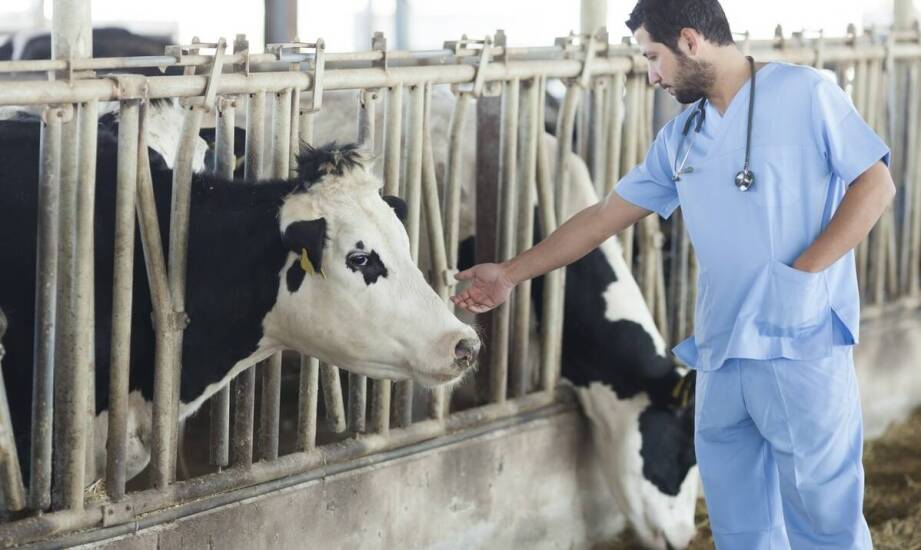 Dlaczego weterynaryjne poskromy są niezbędne w profesjonalnej hodowli zwierząt?