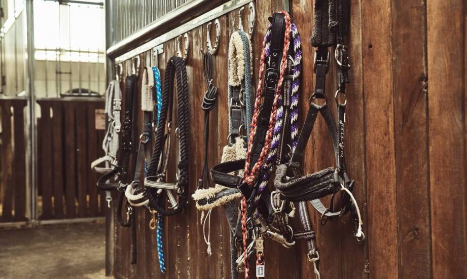 Ogłowia dla koni jako niezbędny element jeździeckiego wyposażenia