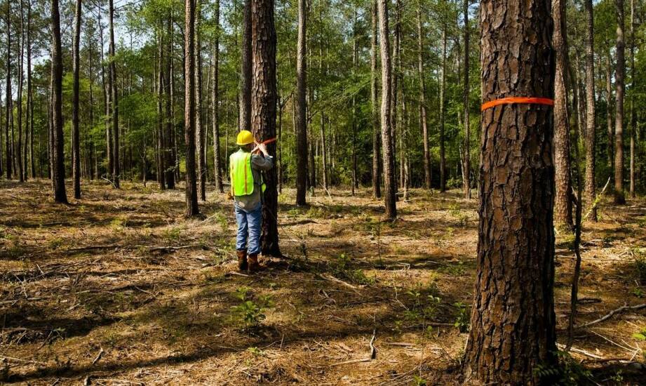 Wdrażanie FSC a ochrona środowiska – jakie są efekty realne?