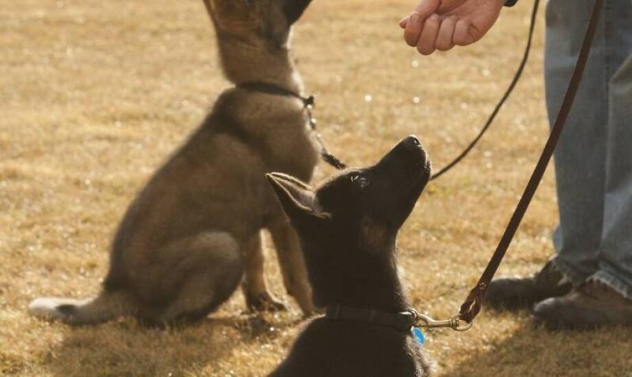 Jakie są etapy nauki u psa podstawowych komend?
