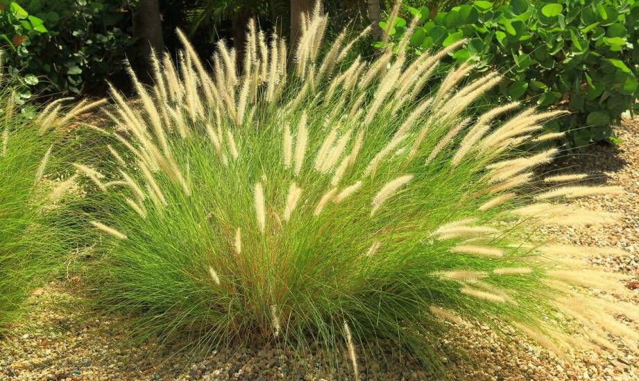 Zastosowanie wysokich ozdobnych traw w przydomowych ogrodach deszczowych