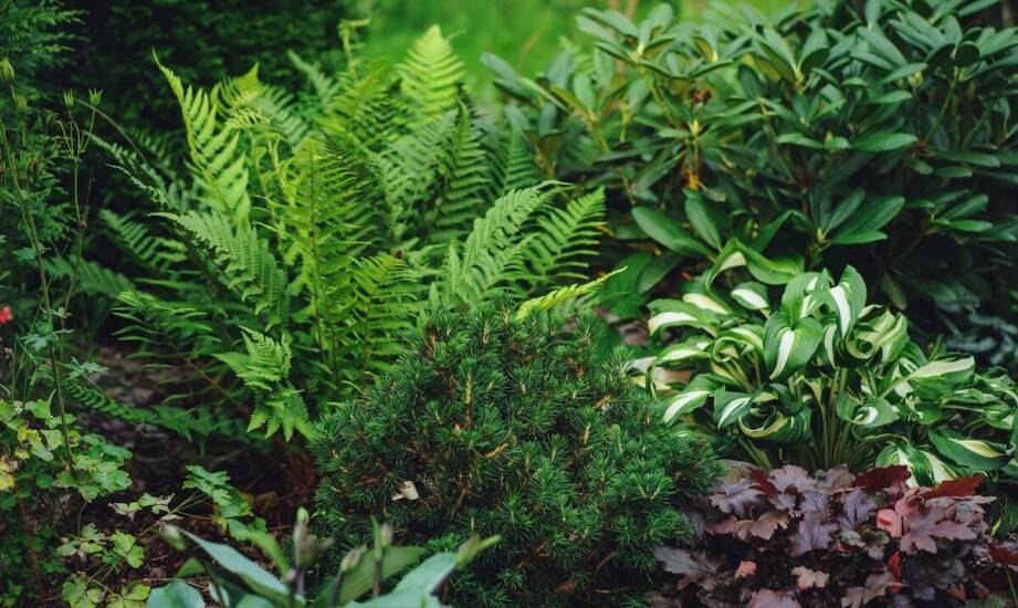 Trzmielina w ogrodowych kompozycjach – inspiracje dla miłośników zieleni