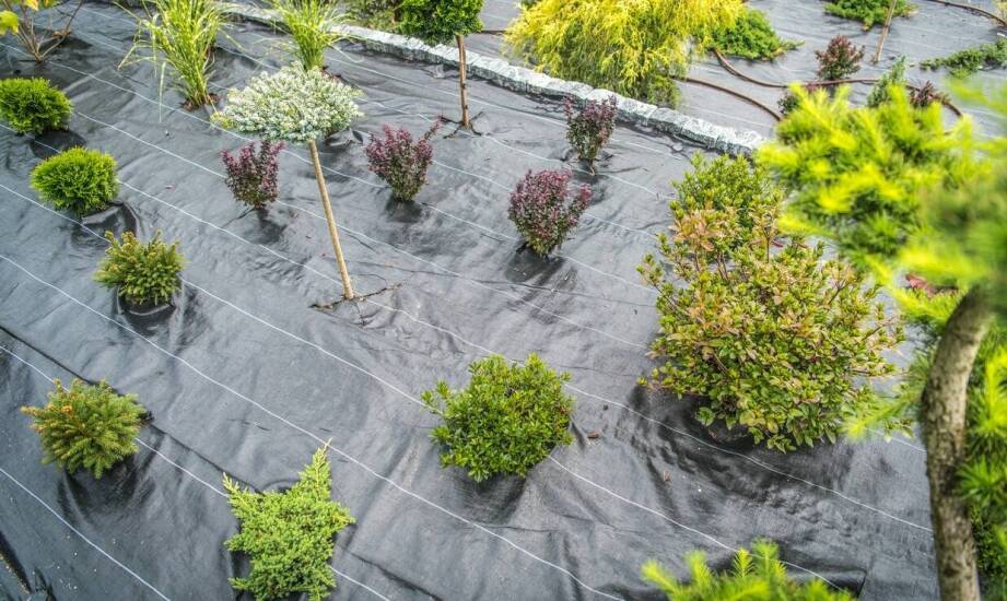 Jakie trendy w projektowaniu ogrodów wspiera nasza szkółka drzew?