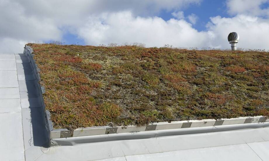 Nowoczesne technologie w produkcji dachów zielonych: co warto wiedzieć?