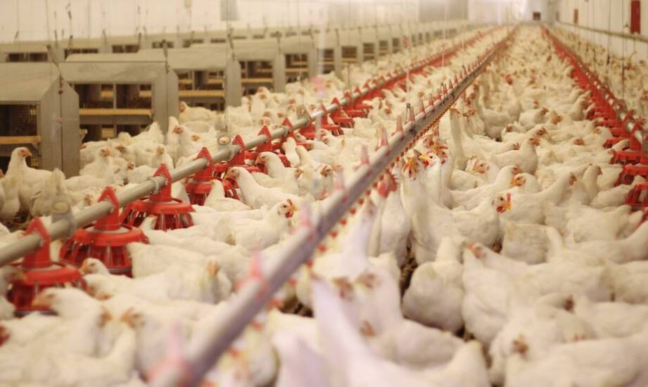 Wie beeinflusst die Wasserdesinfektion mit Chlordioxid das Tierwohl in der Geflügelzucht?