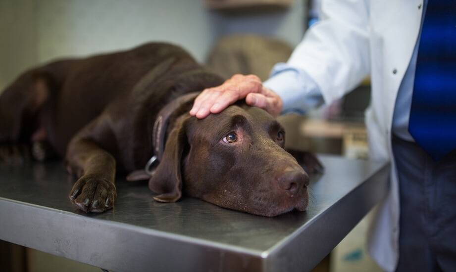 Jak weterynarz pomaga w diagnostyce chorób wewnętrznych dla psa?