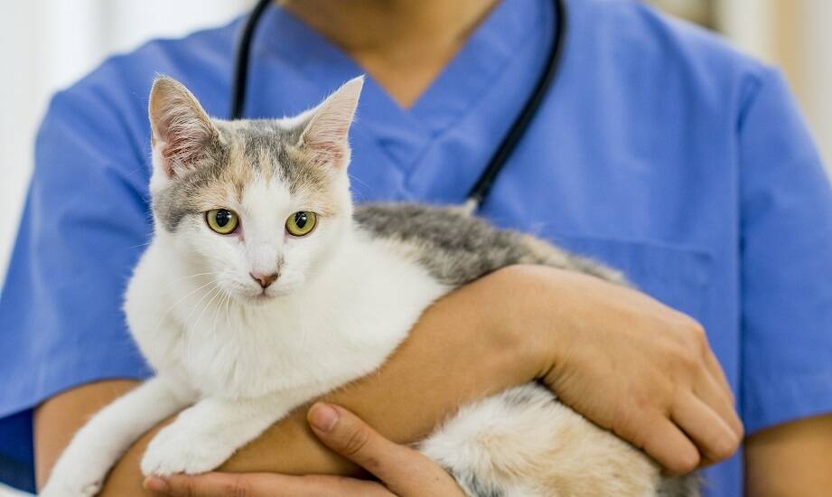 Profilaktyka chorób sercowo-naczyniowych u kotów