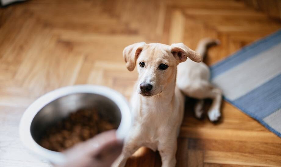 Wybór karmy naturina dla psa jako sposób na wsparcie zdrowia układu trawiennego