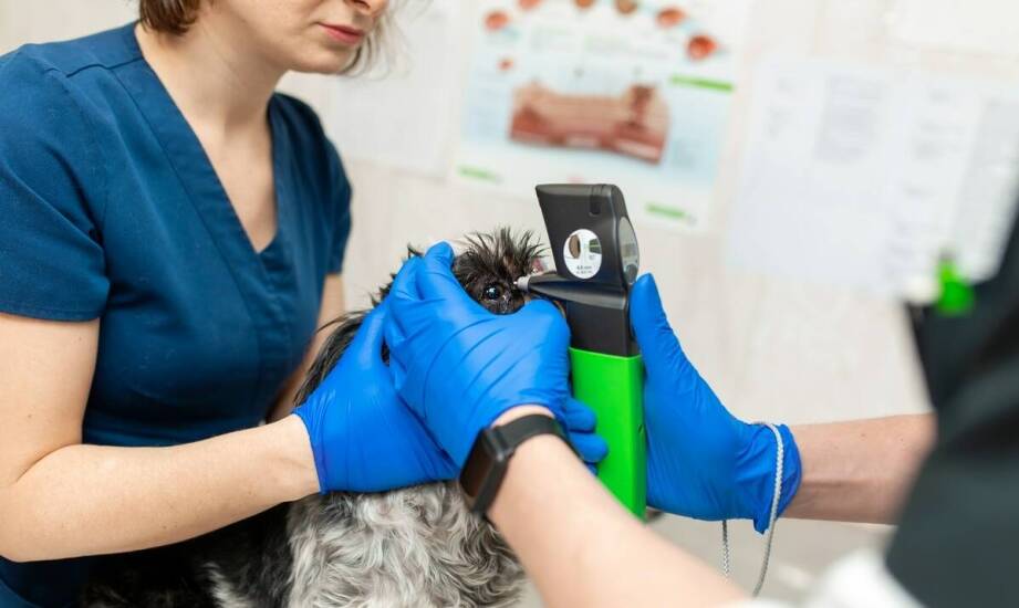 Techniki stosowane w okulistycznych zabiegach koni w regionie śląskim