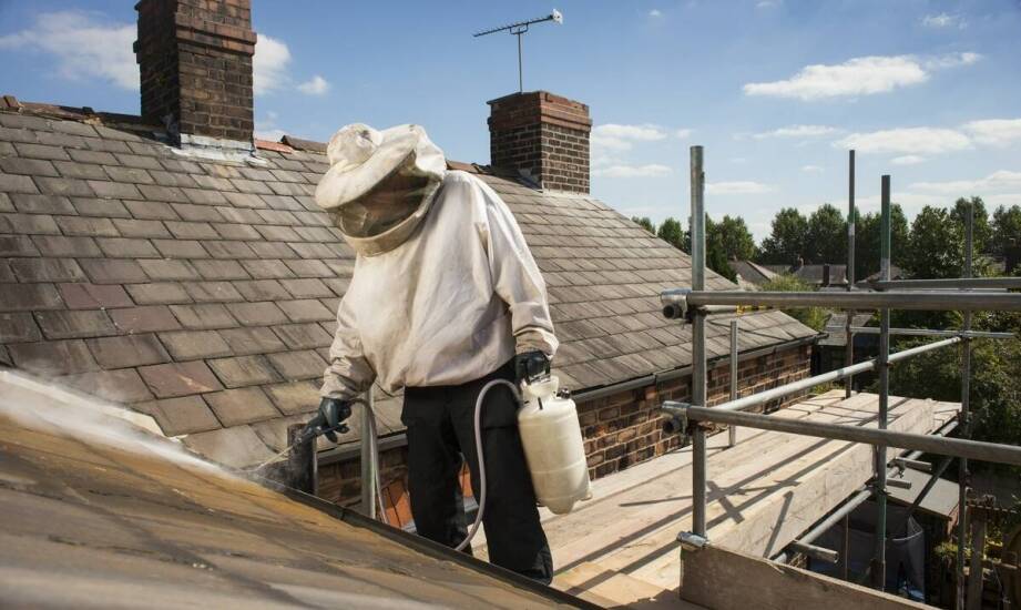 Usuwanie osich gniazd – na co zwrócić uwagę przy wyborze firmy?