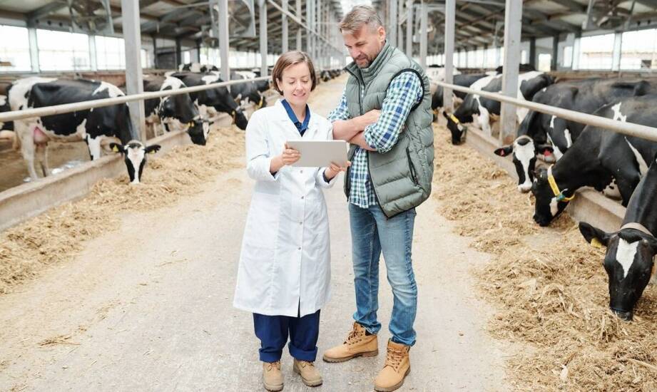 Tabela wagi bydła a efektywność karmienia – jak poprawić wydajność?