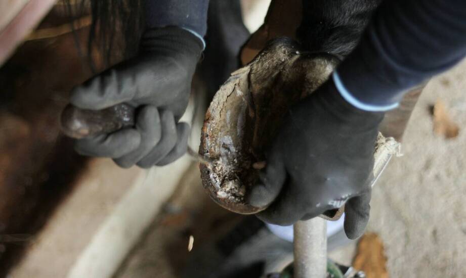 Jak dobrać odpowiedni rozmiar tarczy do korekcji racic dla swojego stada?