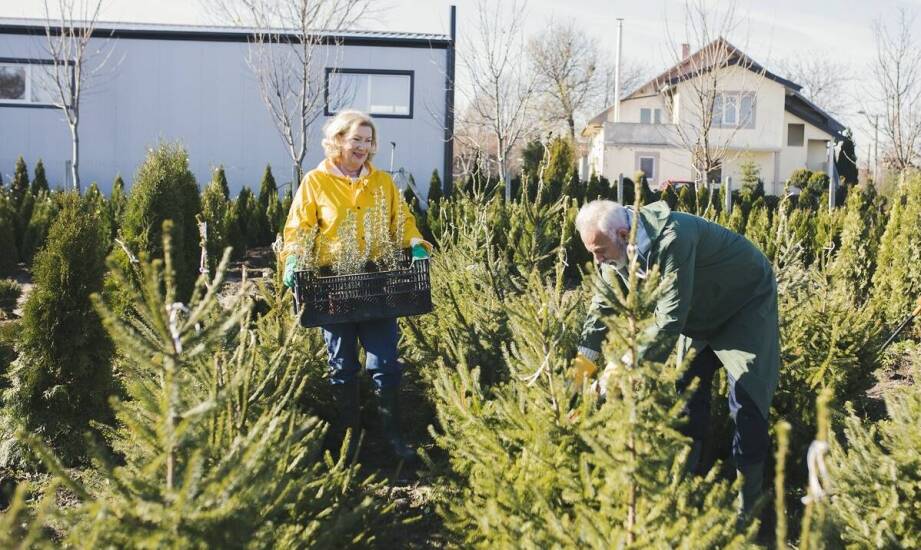 Jak producent z Koziegłowów gwarantuje trwałość swoich choinek?
