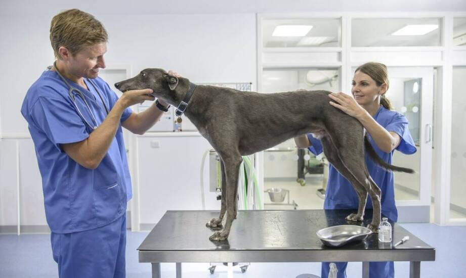 Jak gabinet weterynaryjny w Elblągu diagnozuje i leczy choroby dermatologiczne u zwierząt?