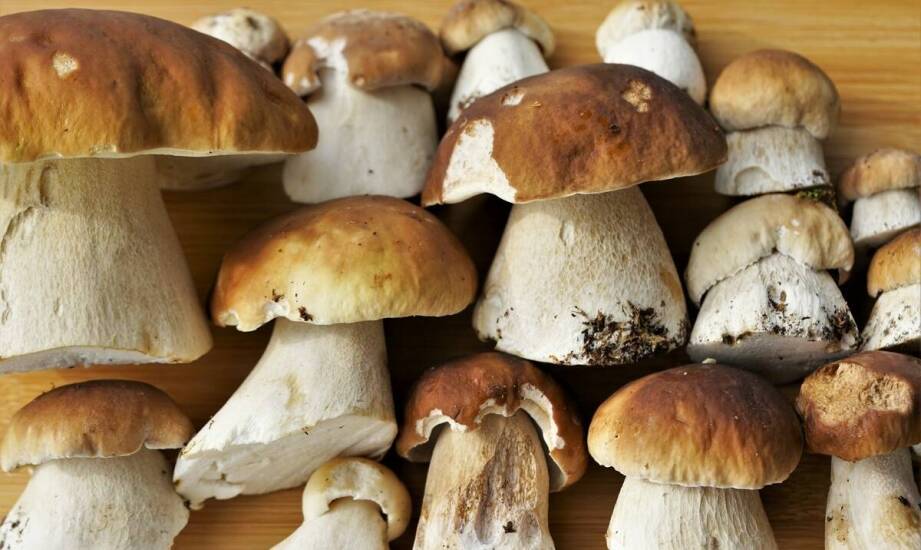Differentiation of the wholesale mushroom offering as support for culinary creativity