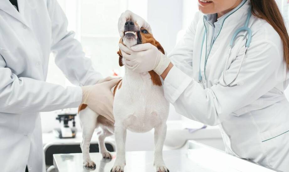 Profilaktyka zdrowotna: znaczenie regularnych wizyt u weterynarza