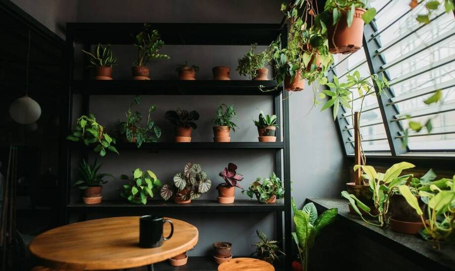 Wybór odpowiedniego stojaka dla doniczek na różne typy roślin