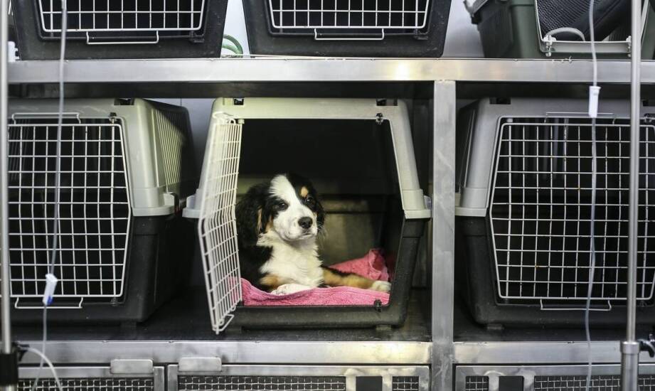 Sklep z akcesoriami, karmami i przysmakami dla psów