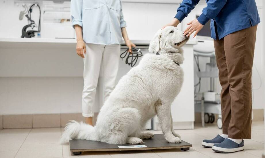 Znaczenie żywieniowego doradztwa w opiece nad zwierzętami