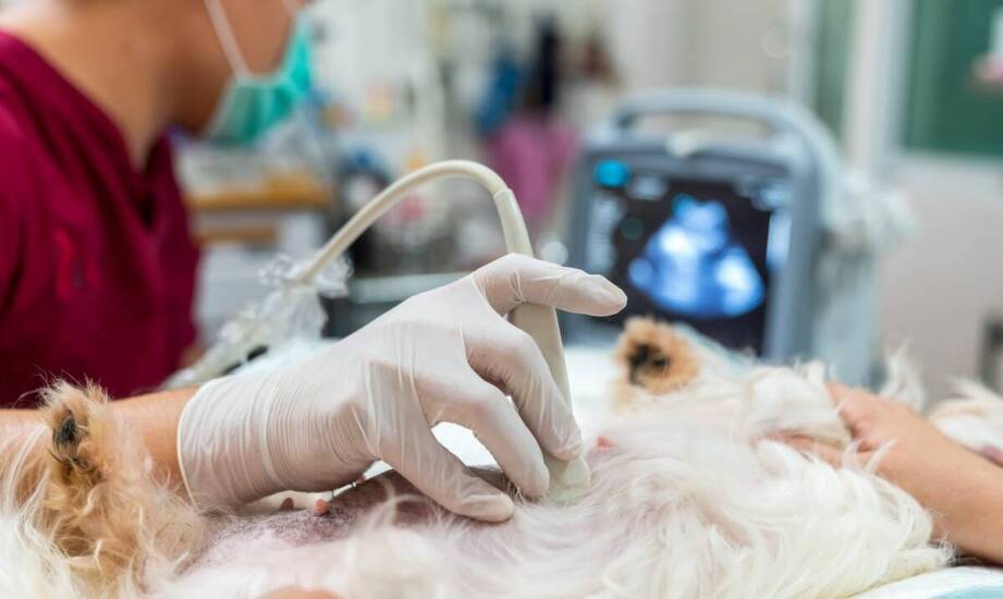 Jak weterynarz diagnozuje i leczy choroby układu rozrodczego u zwierząt?