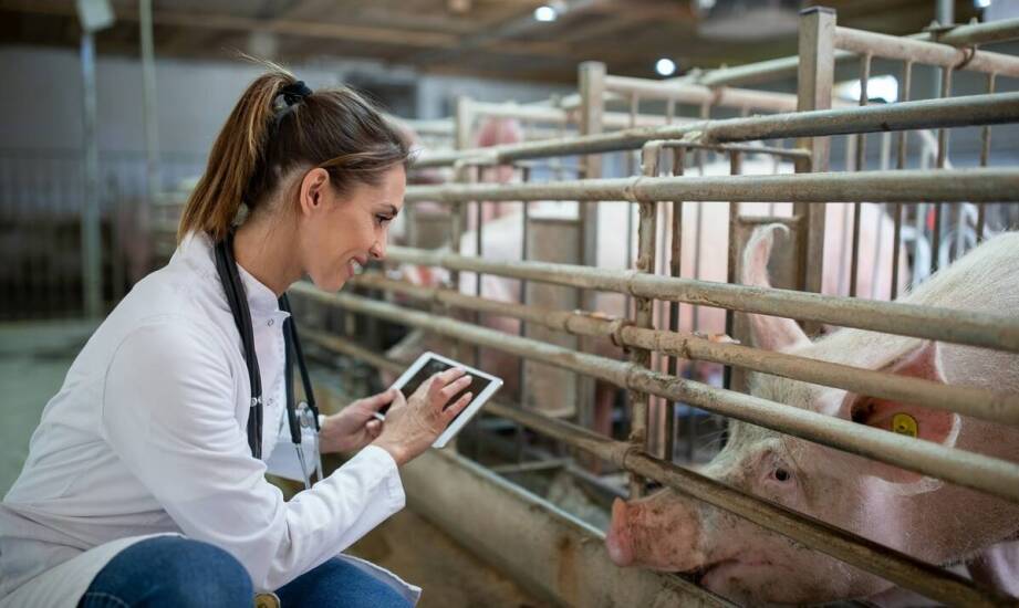 Jak probiotyki dla zwierząt mogą wspierać ich płodność i reprodukcję?