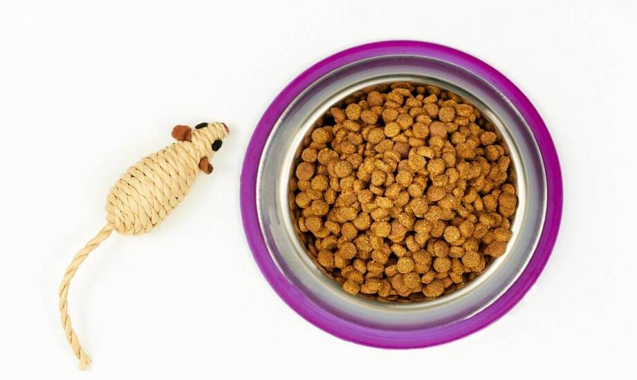 Jakie kluczowe składniki odżywcze są w diecie domowych gryzoni?