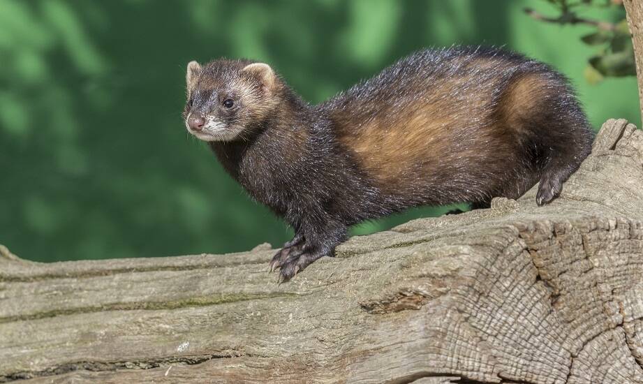 Odstraszacze z funkcją LED błysku: jak wpływają na skuteczność odstraszania kun?