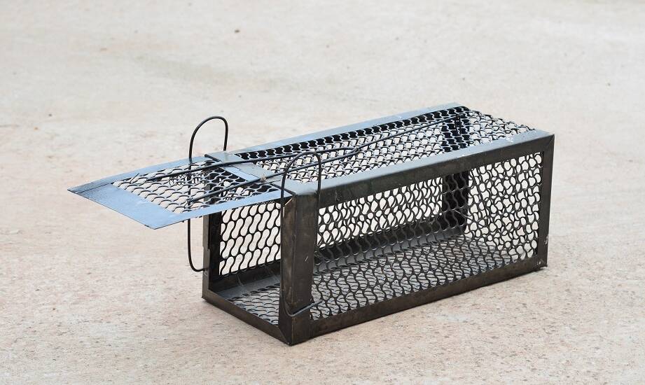 Gdzie można kupić najbardziej trwałe żywołapki pułapki na rynku?