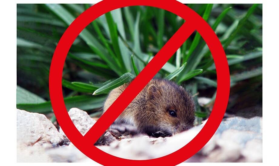 Jakie są zalety odstraszaczy z funkcją LED błysku?