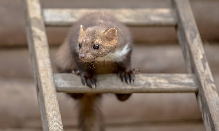 Nowoczesne rozwiązania w odstraszaniu kun z ogrodów
