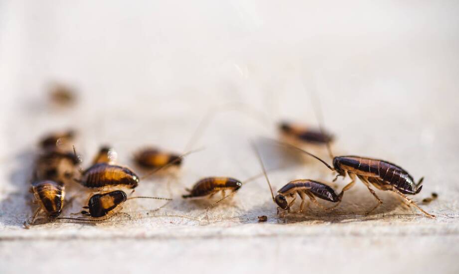 Jakie są zalety regularnego monitoringu obecności insektów w domach?