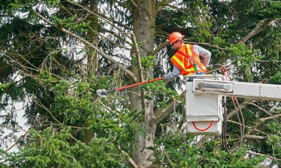 Dlaczego przycinanie drzew nad linią energetyczną warto powierzyć profesjonalistom?
