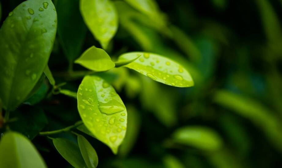 Znaczenie odpowiedniego nawadniania dla rozwoju coleusa