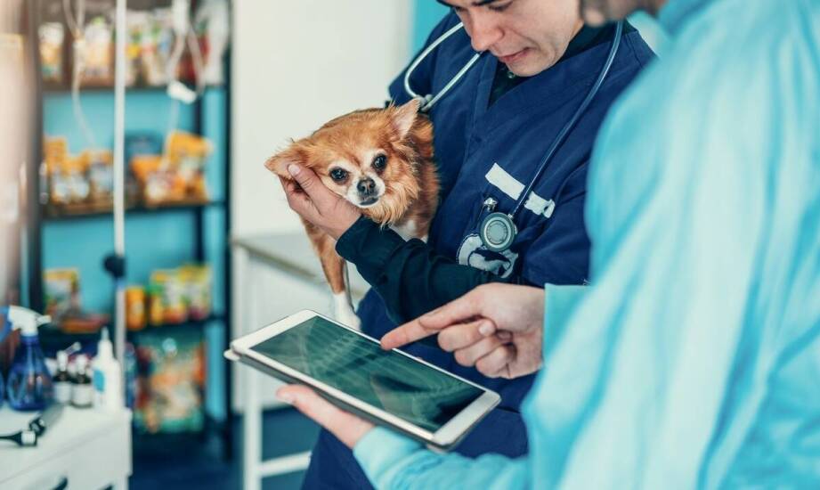 Jak weterynaryjny gabinet wspiera właścicieli w chipowaniu zwierząt?