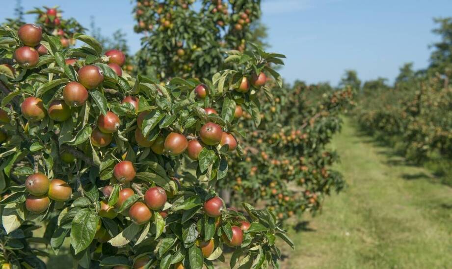Jak pielęgnować różne odmiany jabłoni rajskiej dla optymalnego wzrostu?