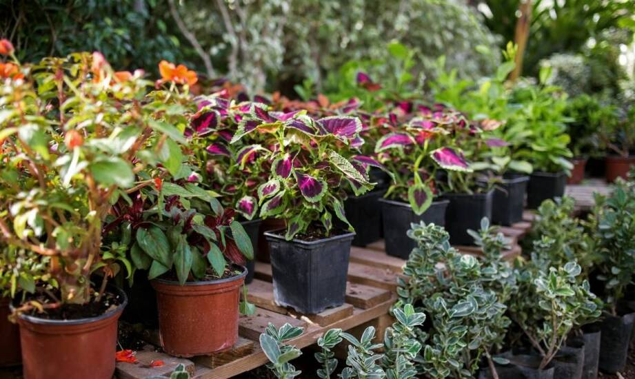 Jakie kolory coleusa najlepiej komponują się z innymi ozdobnymi roślinami?