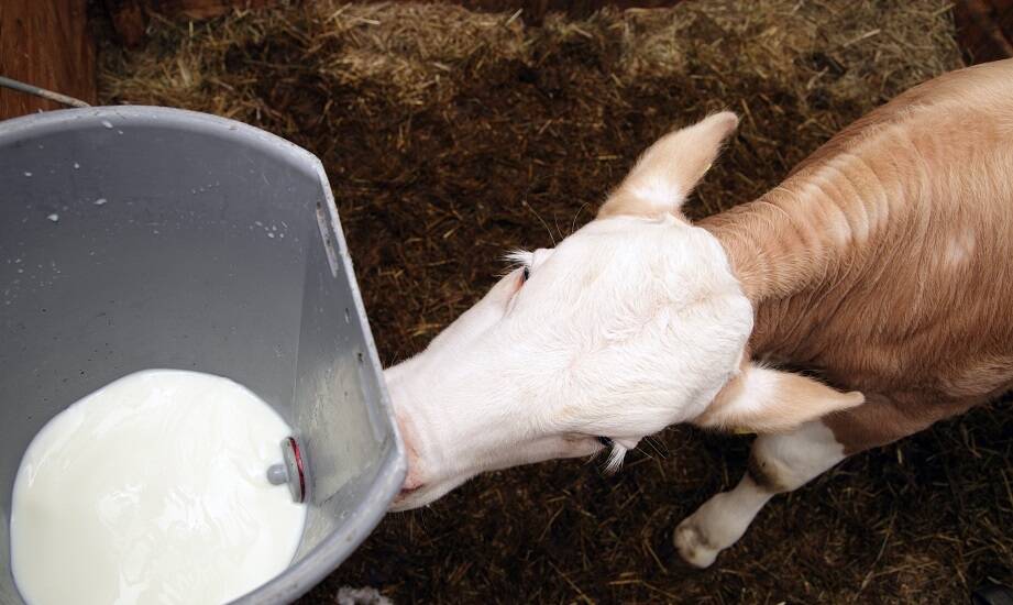 Jakie korzyści niesie stosowanie mlecznych preparatów u młodych zwierząt?