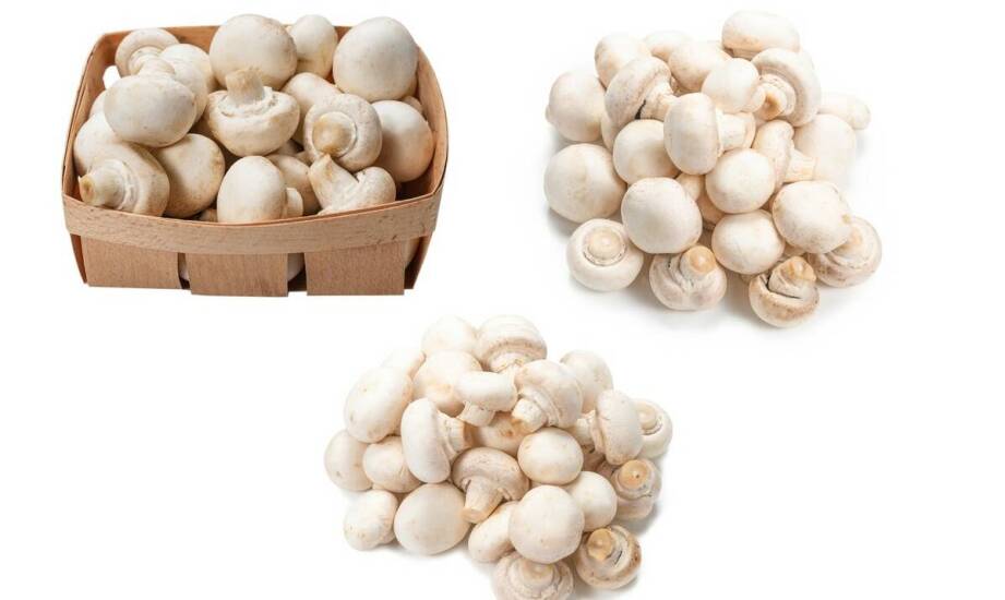 The importance of mushroom wholesalers in delivering fresh products to the food service industry