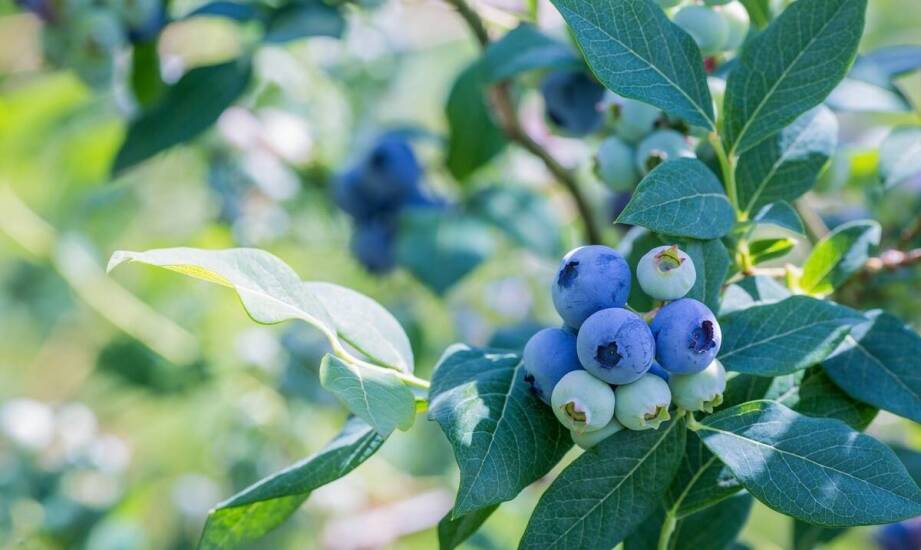 Wholesale berries offer—how does it influence kitchen innovation?