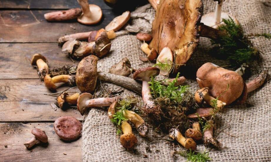 The importance of Polish mushrooms in the wholesale offer for restaurants
