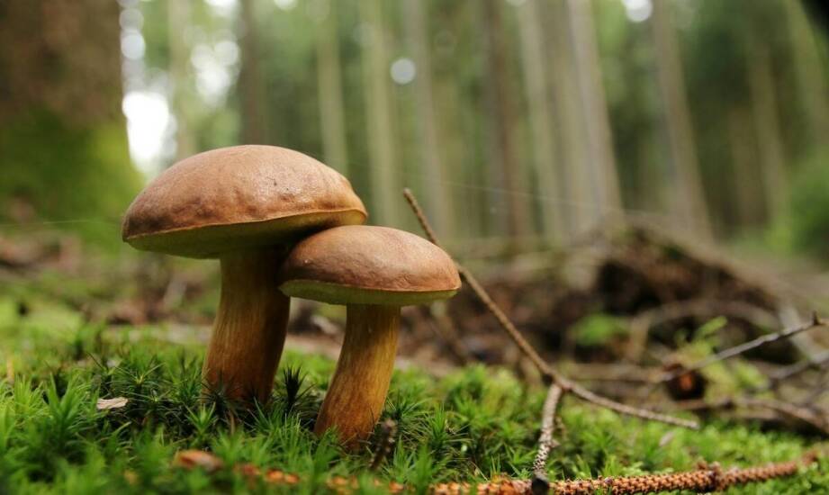 The role of ecological practices in mushroom cultivation in the food industry
