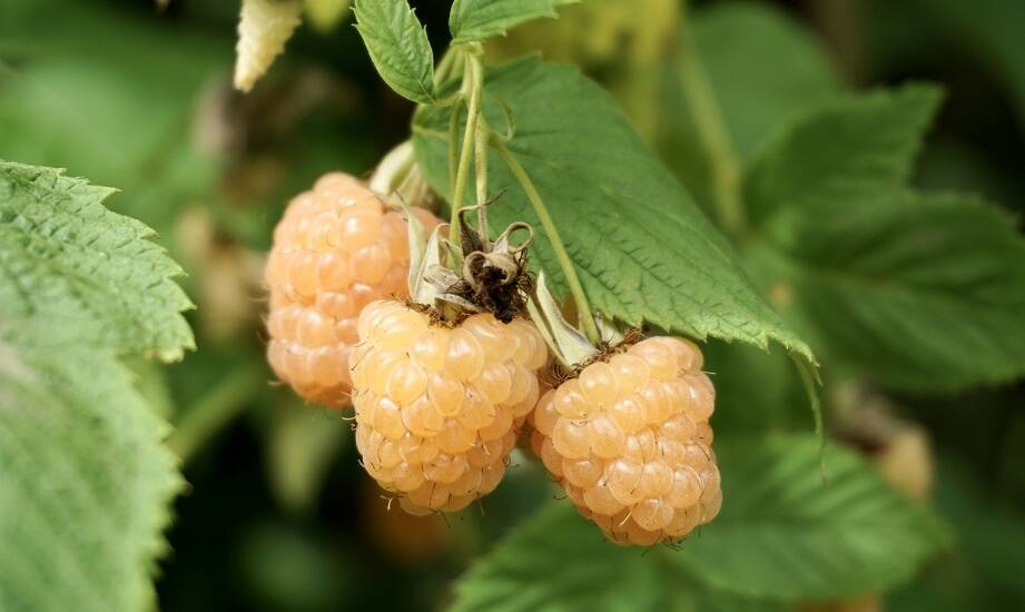 Jakie warunki glebowe preferują żółtoowocowe odmiany jagodowych krzewów?