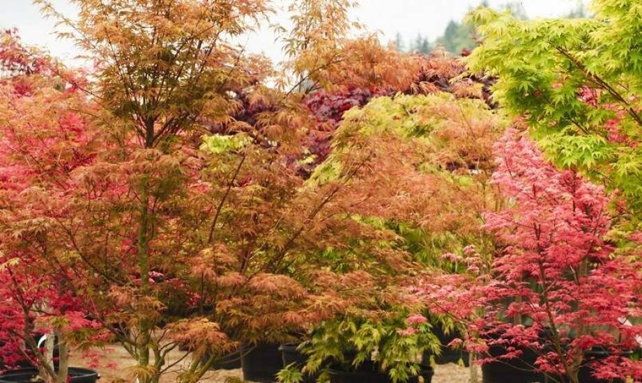 Szkółka roślin ozdobnych: jakie gatunki liściastych drzew polecamy?