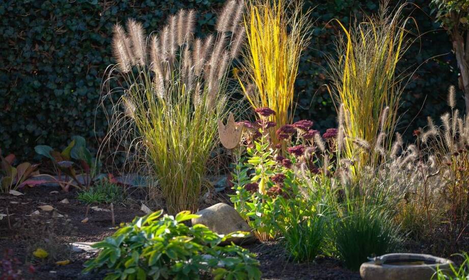 Wybór odpornych na suszę roślin dla rekreacyjnych działek