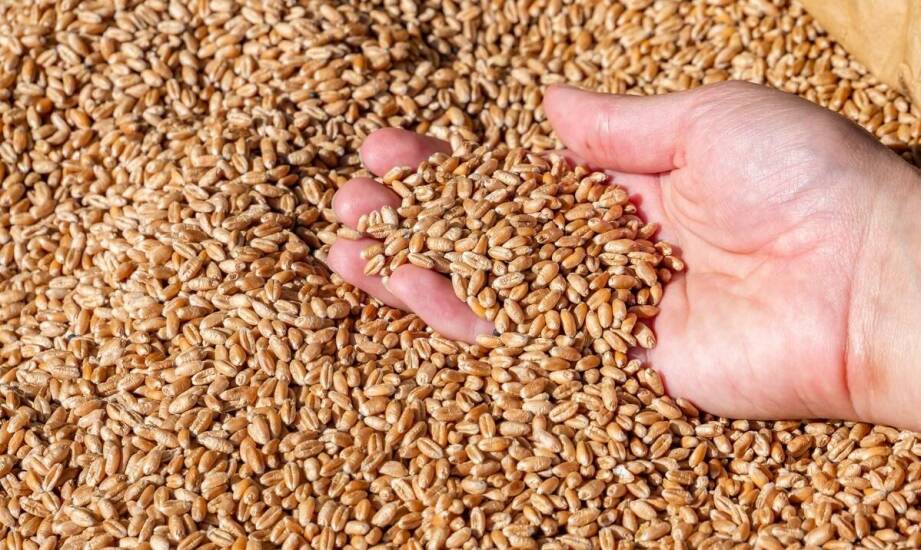 Wpływ terminowych płatności na relacje z dostawcami zbóż.