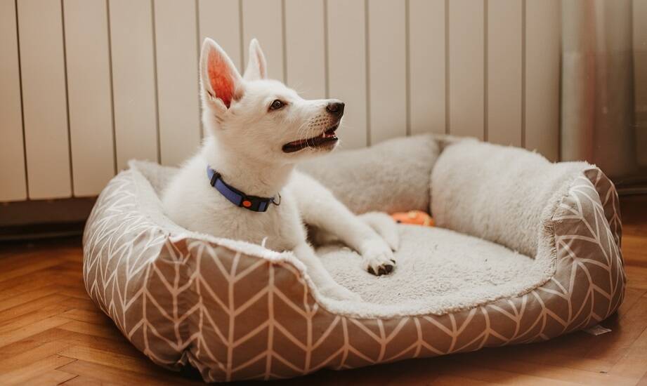 Jakie kolory i wzory legowisk najlepiej pasują do różnych stylów wnętrza?