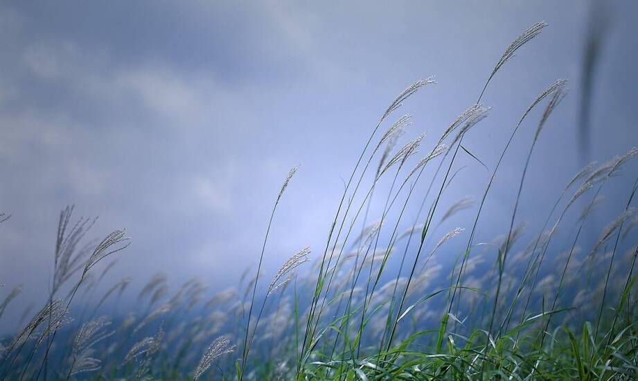 Jak pastewne mieszanki traw mogą zwiększyć odporność roślin na zmienne warunki klimatyczne?