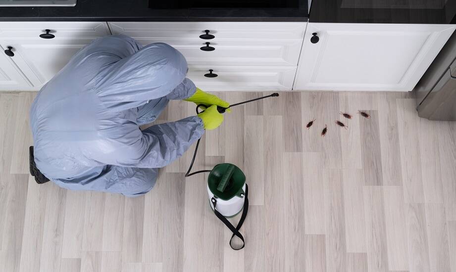 Skuteczne metody zwalczania karaluchów – co warto wiedzieć?