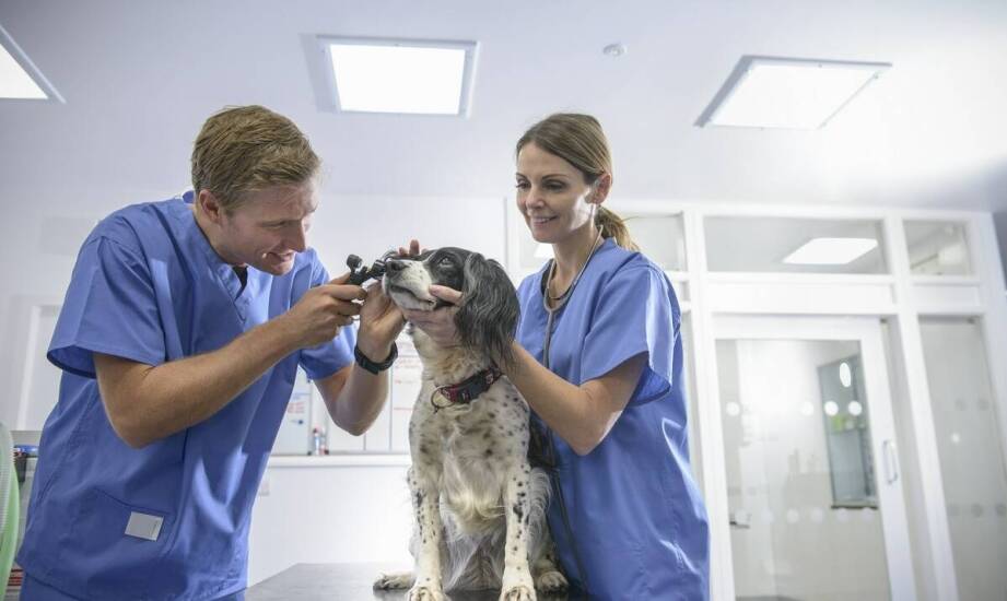 Onkolog weterynarz – jak zaplanować leczenie nowotworowe dla pupila?